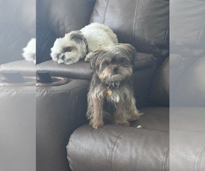 Father of the Shorkie Tzu puppies born on 08/01/2026