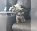 Small Photo #1 Shorkie Tzu Puppy For Sale in COLORADO SPRINGS, CO, USA