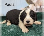 Small Photo #7 Sheepadoodle Puppy For Sale in SEAMAN, OH, USA