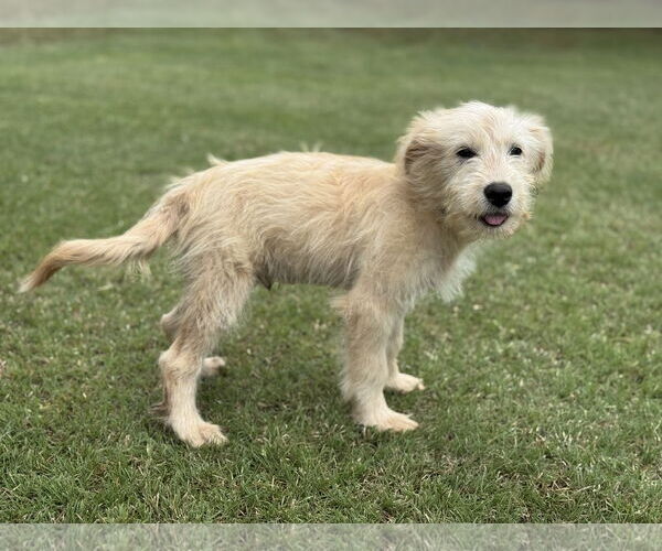 Medium Photo #4 Mutt Puppy For Sale in PIPE CREEK, TX, USA