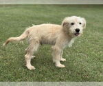 Small #3 Mutt