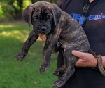 Puppy Big Blueblue Cane Corso