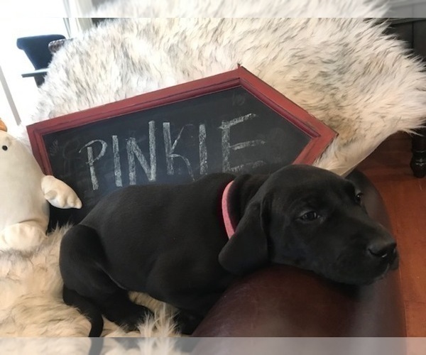 Medium Photo #1 Great Dane Puppy For Sale in RENO, NV, USA