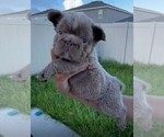 Amilio - Male French Bulldog Puppy for Sale - Small photo