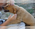 Small Photo #4 Golden Retriever Puppy For Sale in LA RUSSELL, MO, USA