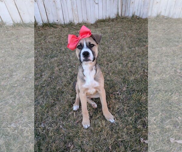 Medium Photo #6 Mutt Puppy For Sale in Sandy, UT, USA