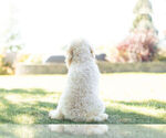 Small Photo #11 Cavapoo Puppy For Sale in WARSAW, IN, USA