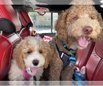 Small Photo #12 Goldendoodle Puppy For Sale in FALMOUTH, VA, USA