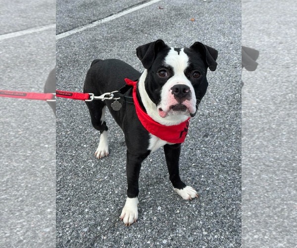 Medium Photo #2 Mutt Puppy For Sale in Rockville, MD, USA