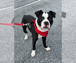 Midnight - Male Mutt Dog for Adoption - Photo #2