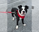 Small Photo #2 Mutt Puppy For Sale in Rockville, MD, USA