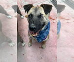 Small Photo #4 German Shepherd Dog-Unknown Mix Puppy For Sale in Lake Forest, CA, USA