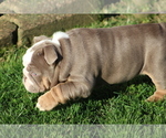 Small Photo #14 English Bulldog Puppy For Sale in HAGERSTOWN, MD, USA