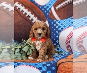 Cavapoo Puppy for sale in QUARRYVILLE, PA, USA