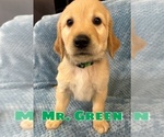 Puppy Mr Green Golden Retriever