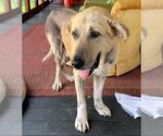 Small #9 Great Pyrenees Mix