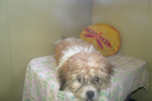 Medium Photo #1 Zuchon Puppy For Sale in PATERSON, NJ, USA