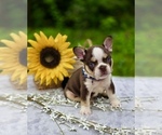 Small #12 French Bulldog