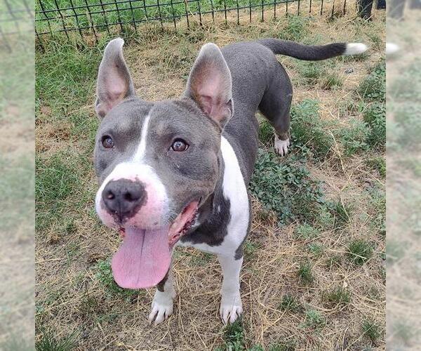 Medium Photo #1 American Staffordshire Terrier-Unknown Mix Puppy For Sale in San Antonio, TX, USA
