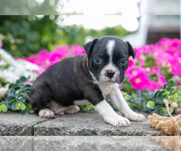 Medium Photo #5 Boston Terrier Puppy For Sale in MOORELAND, IN, USA
