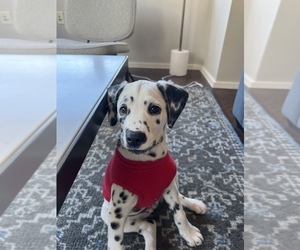 Dalmatian Puppy for sale in DALLAS, TX, USA