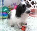 Image preview for Ad Listing. Nickname: Banjo