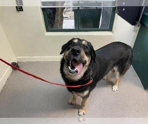German Shepherd Dog-Unknown Mix Dogs for adoption in Pasadena, CA, USA