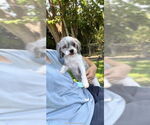 Small #1 Shih Tzu