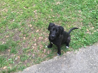 Labrador Retriever-Unknown Mix Dogs for adoption in HAMMOND, LA, USA