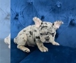 Small Photo #13 French Bulldog Puppy For Sale in EAGLE RIVER, AK, USA