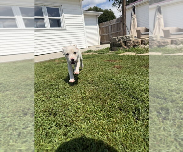 Medium Photo #4 Jack Russell Terrier-Unknown Mix Puppy For Sale in Aurora, IN, USA