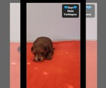 Stan - Male Yorkipoo Puppy for Sale - Photo #2