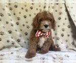 Small #8 Cavapoo