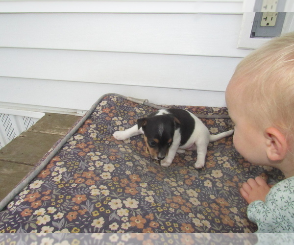 Medium Photo #1 Rat Terrier Puppy For Sale in HILLSBORO, WI, USA