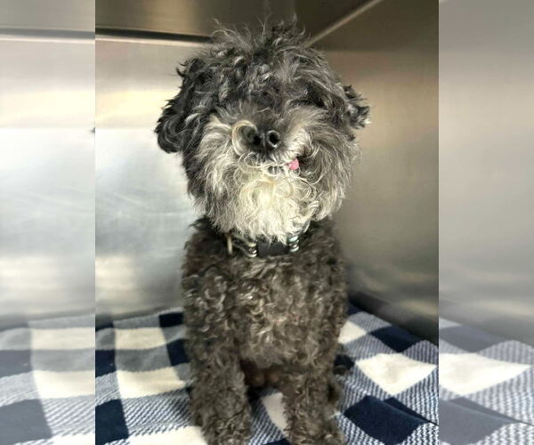 Medium Photo #8 Shih Tzu-Unknown Mix Puppy For Sale in Boonton, NJ, USA