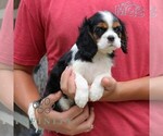 Small #4 Cavalier King Charles Spaniel