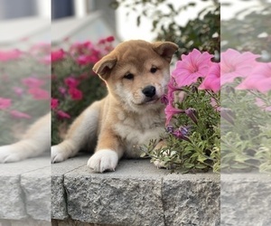 Medium Shiba Inu