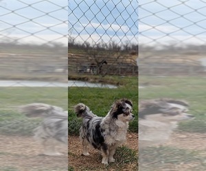 Mother of the Chihuahua puppies born on 11/14/2025