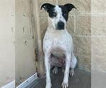 Small #5 American Pit Bull Terrier Mix