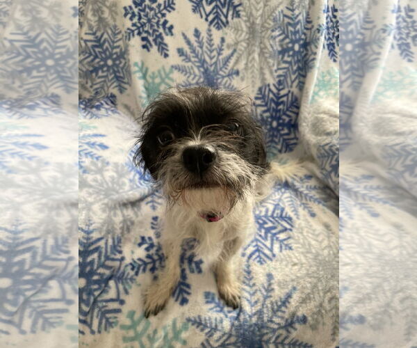 Medium Photo #2 Mutt Puppy For Sale in Colorado Springs, CO, USA