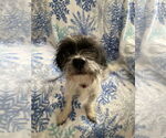 Small #1 Mutt