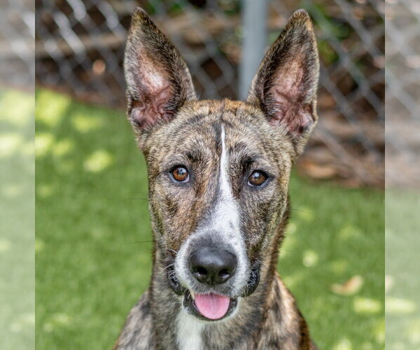 Medium Photo #2 Holland Shepherd-Unknown Mix Puppy For Sale in Hilton Head, SC, USA