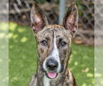 Small #1 Holland Shepherd Mix