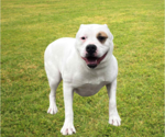 Small #4 American Bulldog