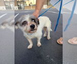 Small Mutt