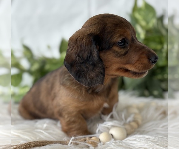 Medium Photo #12 Dachshund Puppy For Sale in ROCK STREAM, NY, USA