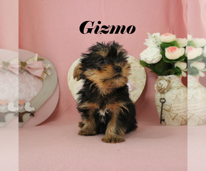 Yorkshire Terrier Puppy for sale in CHANUTE, KS, USA