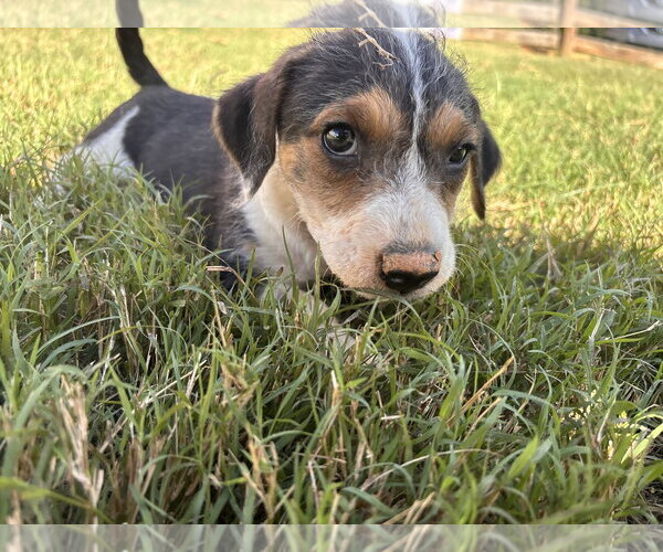 Medium Photo #1 Mutt Puppy For Sale in Pacolet, SC, USA