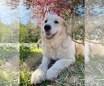 Small Photo #13 Great Pyrenees Puppy For Sale in Spring, TX, USA