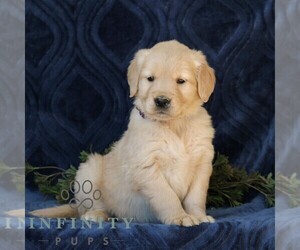 Golden Retriever Puppy for sale in NARVON, PA, USA